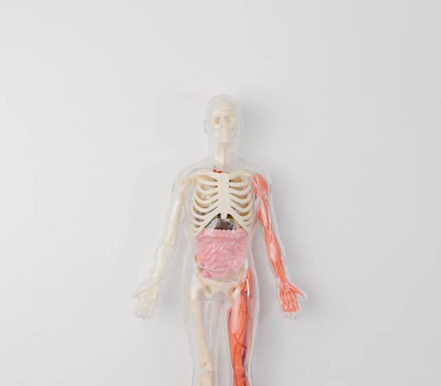 Trasplantes de órganos impresos en 3D: el futuro ya se está probando en laboratorios