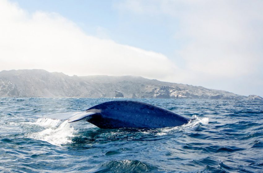  Ballenas en Chile verano 2026: Los mejores lugares para observar cetáceos en su hábitat natural