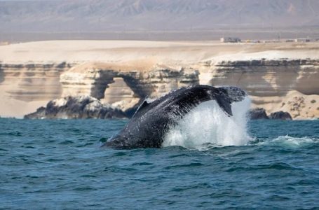 Contaminación acústica y desechos ponen en peligro a ballenas que recorren Antofagasta