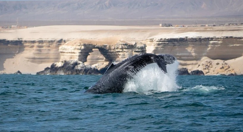  Contaminación acústica y desechos ponen en peligro a ballenas que recorren Antofagasta