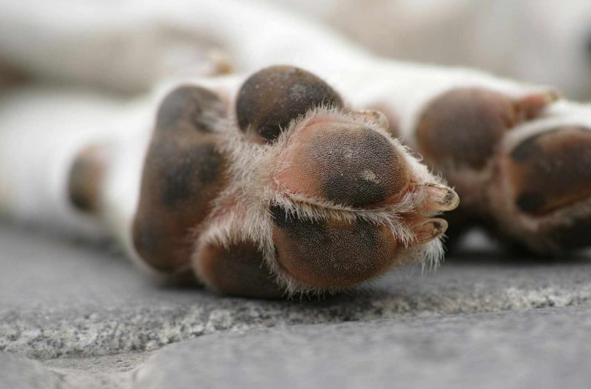  Conmoción en Antofagasta por hallazgo de perro quemado en la vía pública