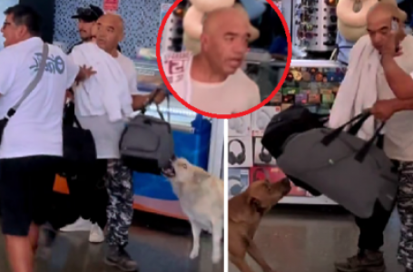 Perros callejeros frustran presunto robo en terminal de Antofagasta y el video se vuelve viral