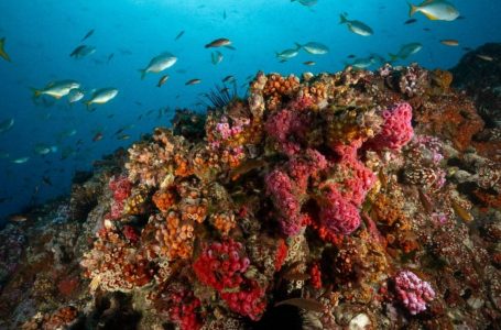 Chile alcanza récord mundial y se ubica entre los países con mayor superficie marina protegida