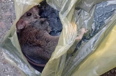 Denuncian presencia de ratones en escuela del norte de Antofagasta a días del inicio de clases