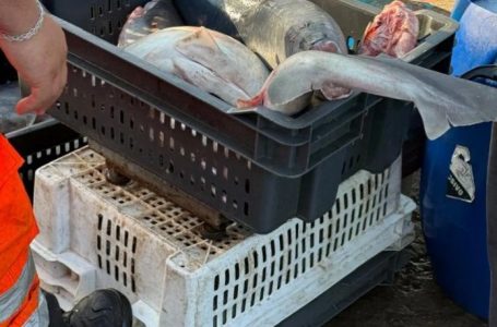 Alerta científica por tiburones comercializados como “tollo” en Antofagasta: especies están en estado crítico