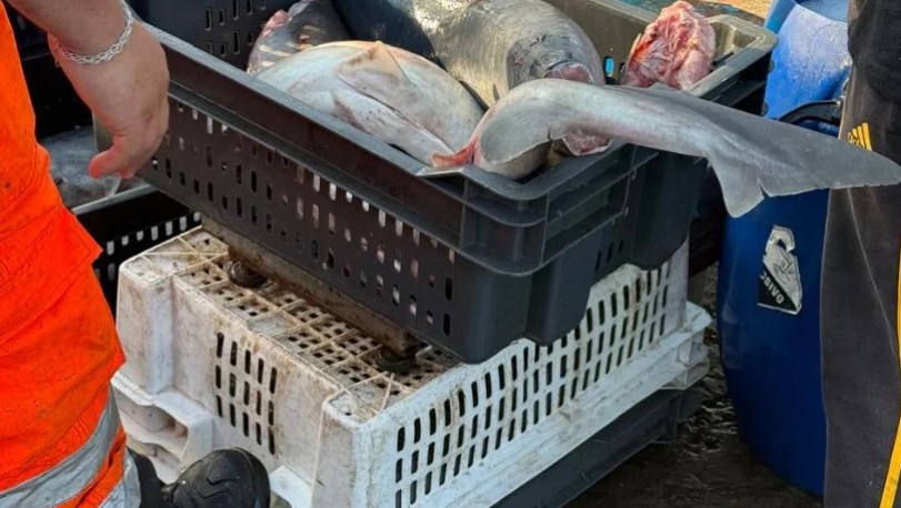  Alerta científica por tiburones comercializados como “tollo” en Antofagasta: especies están en estado crítico