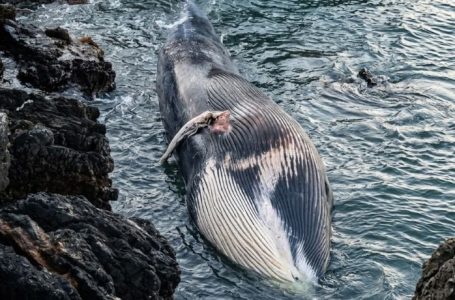 Hallan ballena varada en sector costero de Taltal: autoridades mantienen monitoreo en la zona