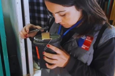 Detectan fase inicial del mosquito Aedes aegypti en Tocopilla: activan plan sanitario