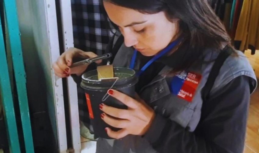  Detectan fase inicial del mosquito Aedes aegypti en Tocopilla: activan plan sanitario