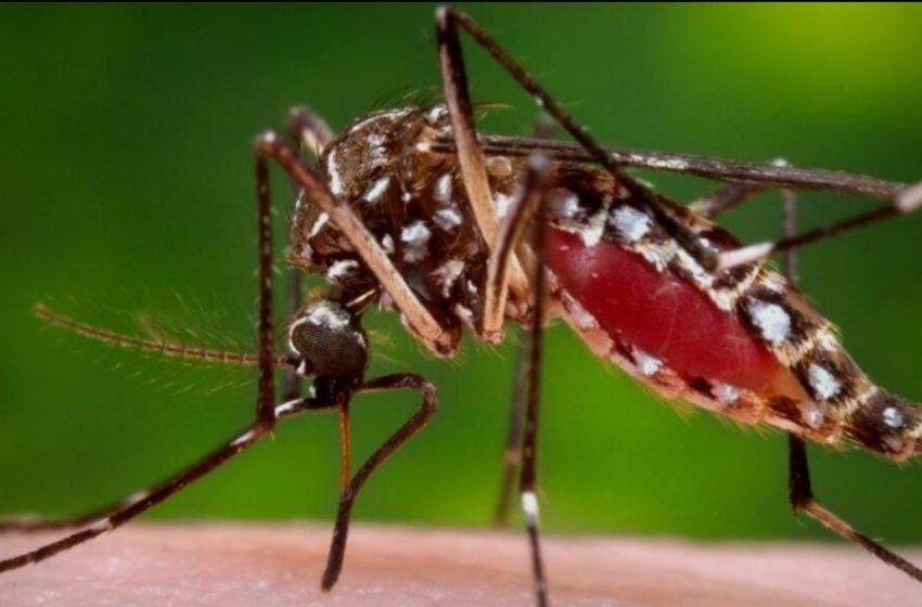  Refuerzan alerta sanitaria en Antofagasta tras nueva detección del mosquito Aedes aegypti en Tocopilla