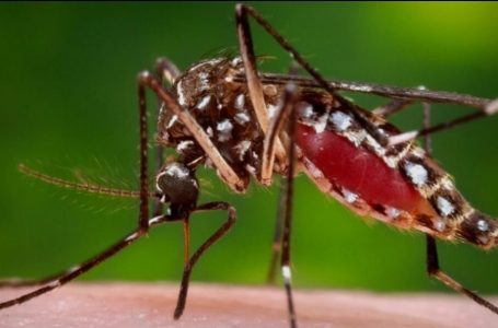 Refuerzan alerta sanitaria en Antofagasta tras nueva detección del mosquito Aedes aegypti en Tocopilla
