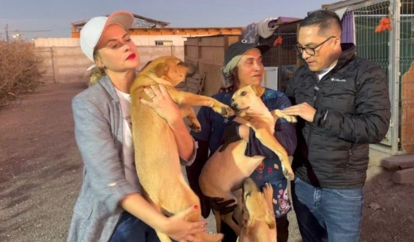  Impulsan operativos de esterilización en Antofagasta y Calama para enfrentar sobrepoblación animal