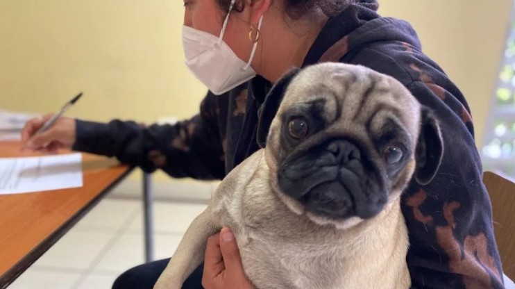  Calendario de chipeo gratuito en Antofagasta: Conoce los puntos de atención para perros y gatos este mes
