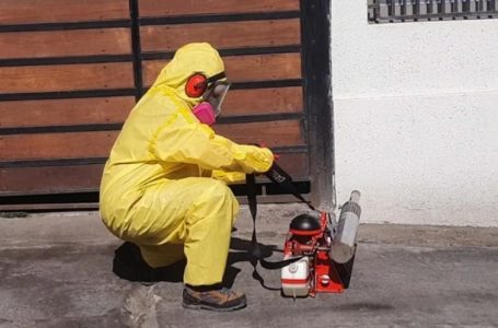 Detectan diez focos del mosquito Aedes aegypti en sector norte de Antofagasta