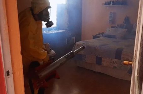 Detectan 12 focos del mosquito Aedes aegypti en el sector norte de Antofagasta