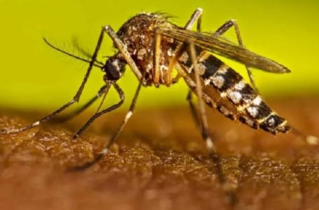 Senapred decreta alerta amarilla ante aumento de focos de mosquito en el norte de Antofagasta