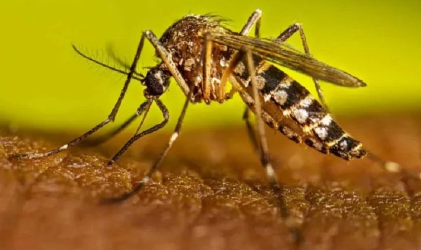  Senapred decreta alerta amarilla ante aumento de focos de mosquito en el norte de Antofagasta