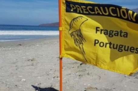 Prohíben baño y actividades recreativas en playas de Tocopilla por presencia de fragata portuguesa
