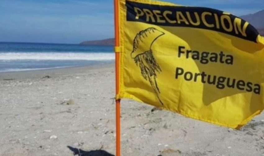  Prohíben baño y actividades recreativas en playas de Tocopilla por presencia de fragata portuguesa