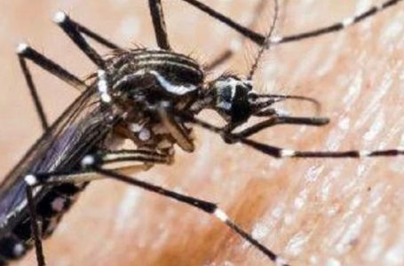 Senapred amplía alerta sanitaria por presencia del zancudo Aedes aegypti a toda la Región de Antofagasta