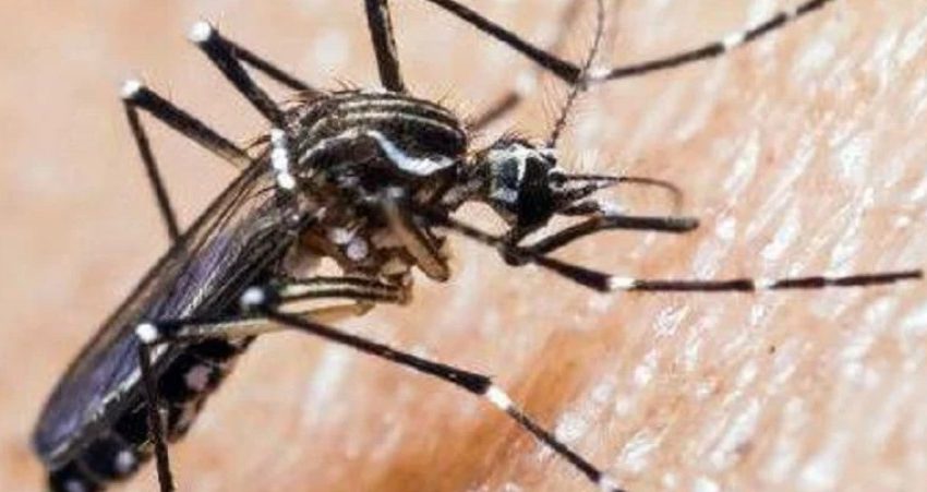  Senapred amplía alerta sanitaria por presencia del zancudo Aedes aegypti a toda la Región de Antofagasta