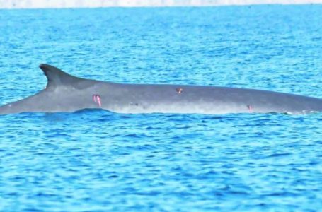 Alerta en Mejillones: detectan dos ballenas fin con heridas atribuibles a hélices de embarcaciones