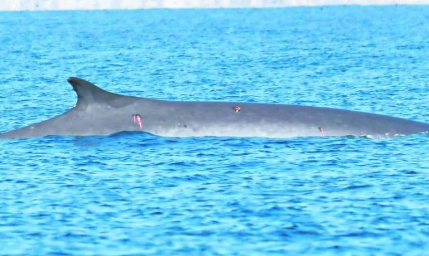  Alerta en Mejillones: detectan dos ballenas fin con heridas atribuibles a hélices de embarcaciones