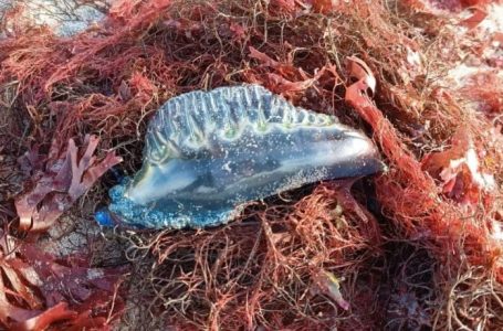 Hallan cinco fragatas portuguesas en Mejillones y municipio refuerza alerta en el borde costero