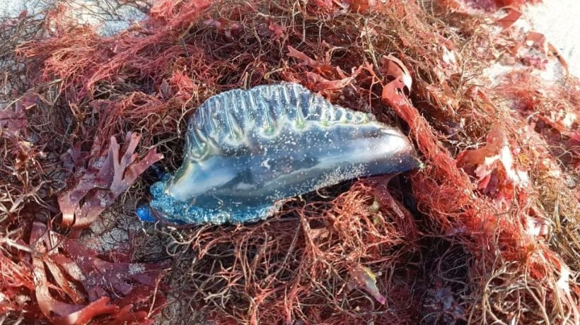  Hallan cinco fragatas portuguesas en Mejillones y municipio refuerza alerta en el borde costero