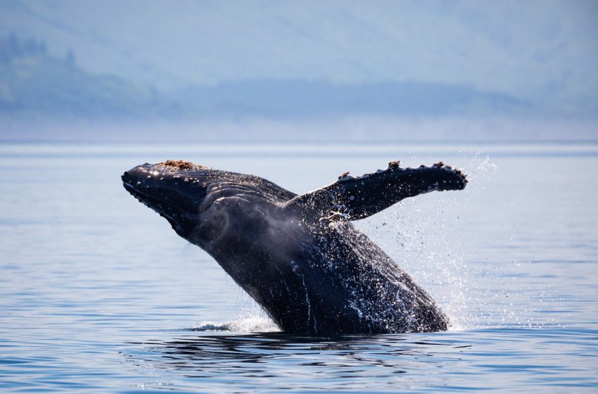  WWF exige investigar muerte de ballena jorobada atrapada en redes de pesca en Antofagasta
