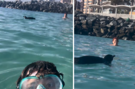 Pingüino sorprende a bañistas en el Balneario Municipal de Antofagasta