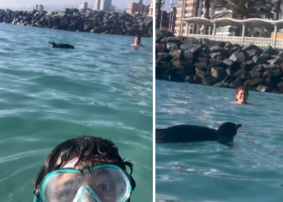  Pingüino sorprende a bañistas en el Balneario Municipal de Antofagasta