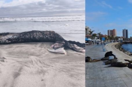 Sernapesca presenta acciones judiciales por muerte de ballena y ataques a lobos marinos en Antofagasta