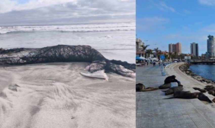  Sernapesca presenta acciones judiciales por muerte de ballena y ataques a lobos marinos en Antofagasta