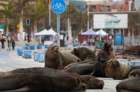 Diputado y científico rechazan posible caza de lobos marinos y piden más estudios