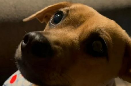 Fiscalía investiga presunto maltrato contra perrita vista en las afueras de Jumbo