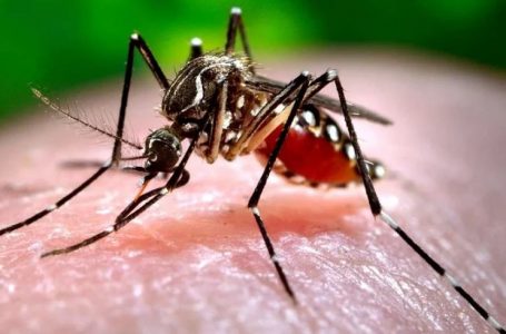 Antofagasta refuerza vigilancia ante eventual riesgo de transmisión local del dengue