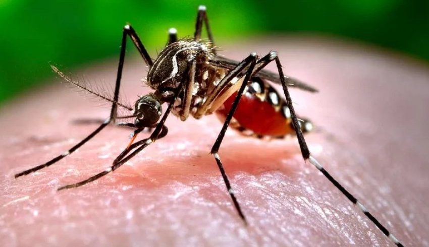  Antofagasta refuerza vigilancia ante eventual riesgo de transmisión local del dengue