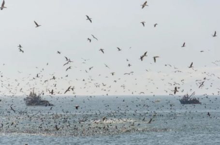 El Niño amenaza ecosistemas del norte: anchovetas migrarían y fauna marina perdería alimento