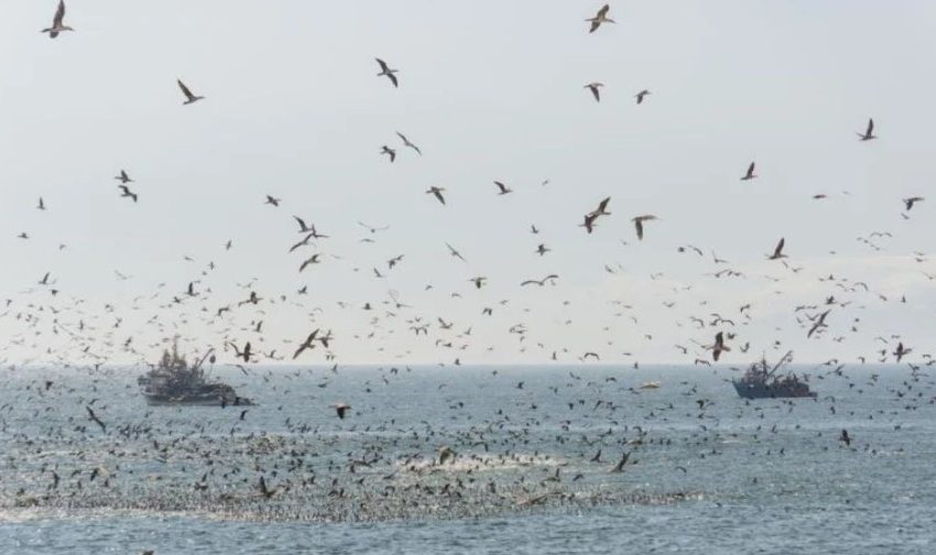  El Niño amenaza ecosistemas del norte: anchovetas migrarían y fauna marina perdería alimento