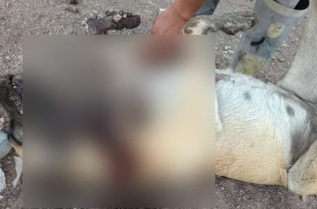 Grave denuncia en Antofagasta: investigan muerte violenta de una perrita