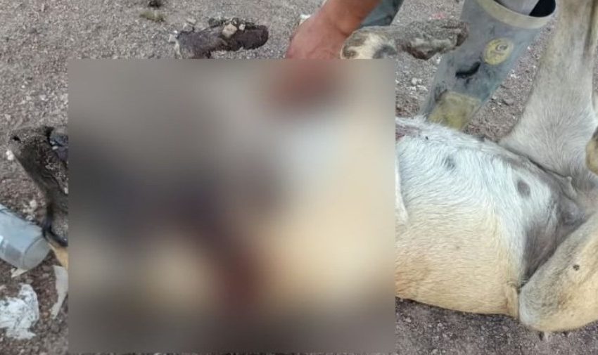 Grave denuncia en Antofagasta: investigan muerte violenta de una perrita