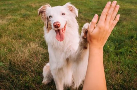 Chile se convierte en el primer país de Sudamérica en eliminar la transmisión de rabia canina a humanos