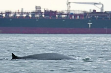 Ballenas sorprenden en Mejillones: registran al menos cinco ejemplares alimentándose de krill