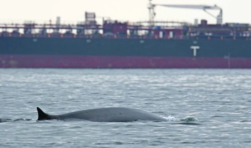  Ballenas sorprenden en Mejillones: registran al menos cinco ejemplares alimentándose de krill