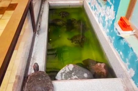Seremi de Salud prohíbe funcionamiento de veterinaria en Antofagasta tras detectar graves deficiencias