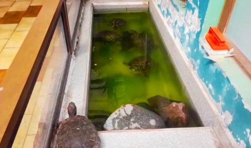  Seremi de Salud prohíbe funcionamiento de veterinaria en Antofagasta tras detectar graves deficiencias