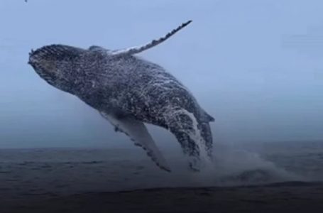 Video de ballena jorobada saltando en Mejillones se viraliza en redes sociales