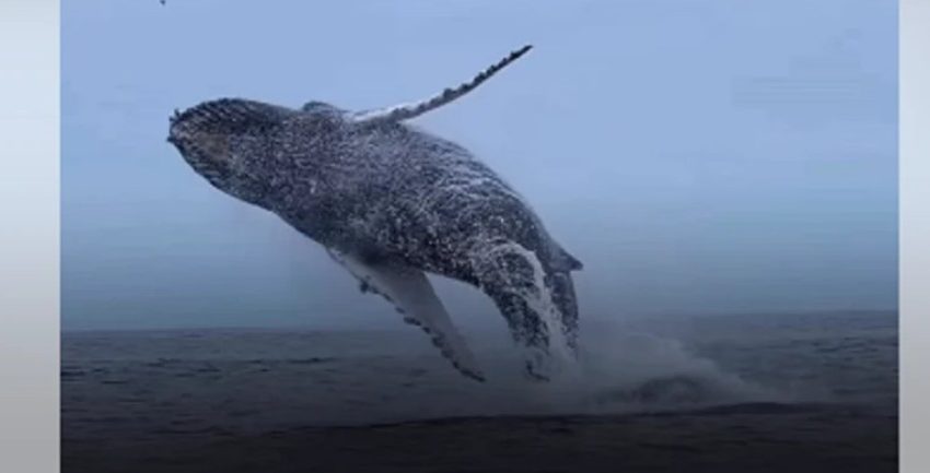  Video de ballena jorobada saltando en Mejillones se viraliza en redes sociales
