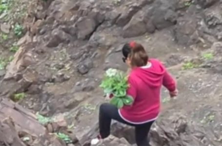 Alertan por retiro de especies vegetales desde área protegida de La Chimba en Antofagasta